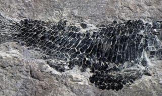 化石怎么形成的
